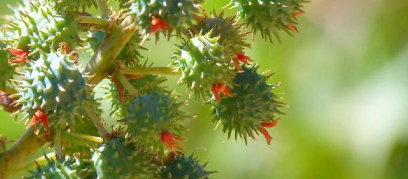 Η «Παλάμη του Χριστού»: Το πιο δηλητηριώδης φυτό στον κόσμο μπορεί να βρίσκεται στον κήπο σας (φωτο)